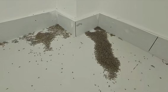 早安·荆州丨创新推出！荆州这些人群可申请最高444℃！大量蚊子被热死(图7)