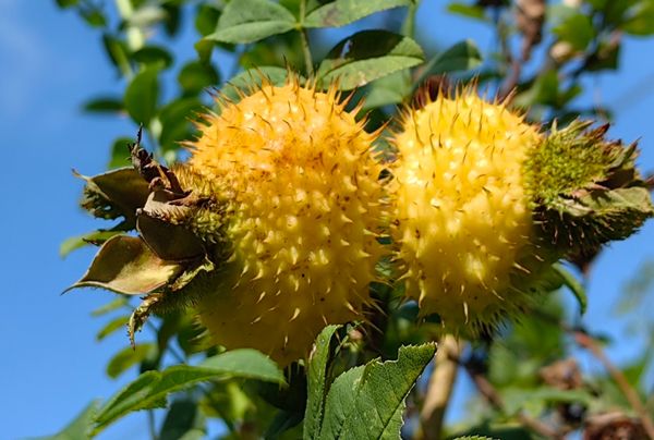 【刺梨酵素代工厂】专业定制天然酵素饮品打造健康新选择(图1)