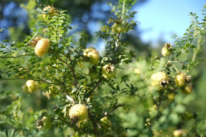 【刺梨酵素代工厂】专业定制天然酵素饮品打造健康新选择(图2)