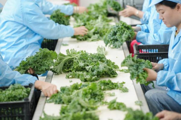 喜茶“超级植物茶”上新一周年卖出1亿杯消耗新鲜羽衣甘蓝近300万斤(图4)