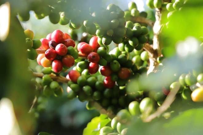 一颗云南豆子的逆袭拼多多把“乡土生意”做成新国货(图5)