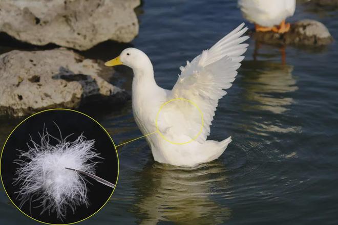 蒙阴红水蜜桃最新视频 - 蒙阴红水蜜桃最新视频下载手机版V3(图7)