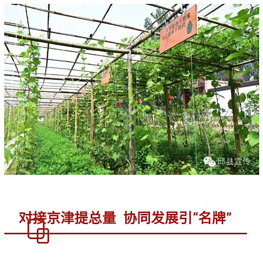 【两学一做】河北：志愿服务在邱县(图2)