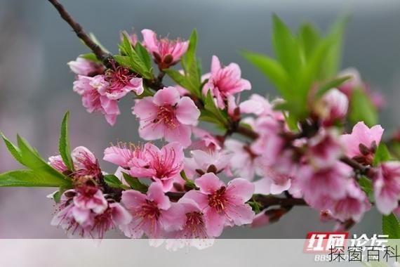 桃花盛开图片,桃花盛开图片大全集