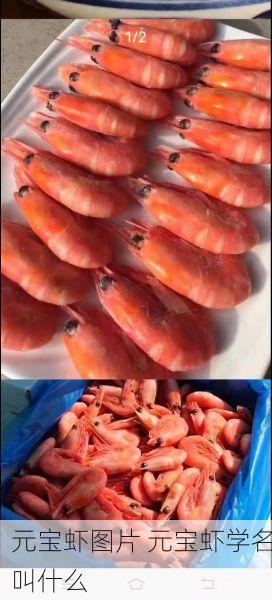 元宝虾图片 元宝虾学名叫什么