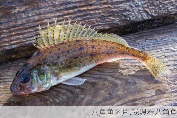 八角鱼图片,我想看八角鱼