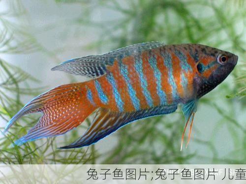 兔子鱼图片;兔子鱼图片 儿童