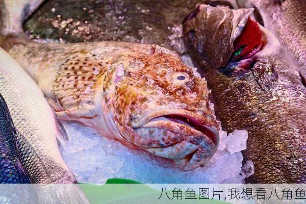 八角鱼图片,我想看八角鱼