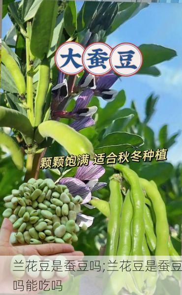 兰花豆是蚕豆吗;兰花豆是蚕豆吗能吃吗