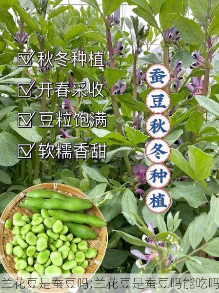 兰花豆是蚕豆吗;兰花豆是蚕豆吗能吃吗
