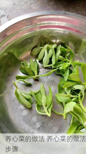 养心菜的做法 养心菜的做法步骤
