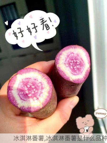 冰淇淋番薯,冰淇淋番薯是什么品种