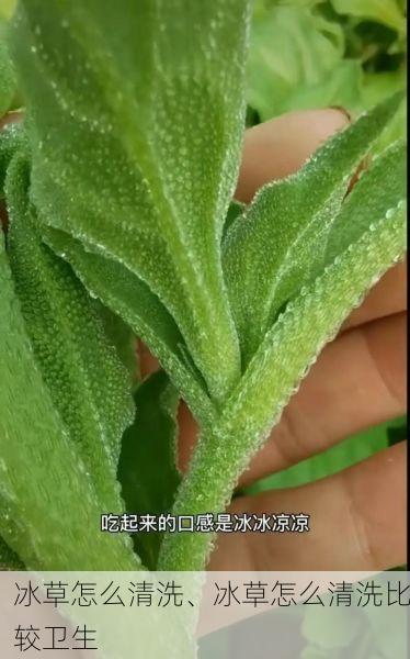 冰草怎么清洗、冰草怎么清洗比较卫生