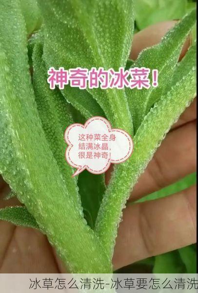 冰草怎么清洗-冰草要怎么清洗