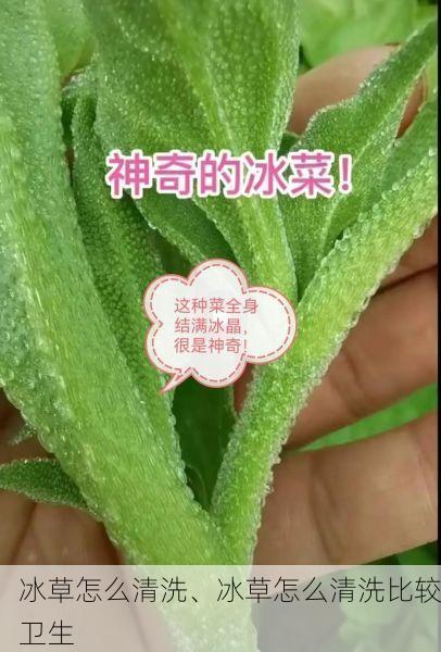 冰草怎么清洗、冰草怎么清洗比较卫生