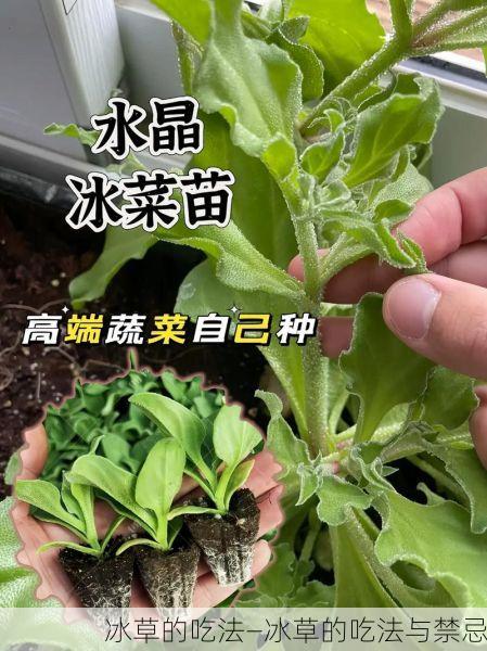 冰草的吃法—冰草的吃法与禁忌