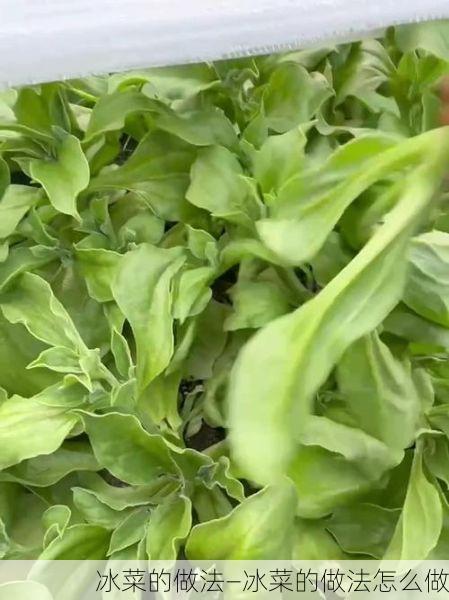 冰菜的做法—冰菜的做法怎么做