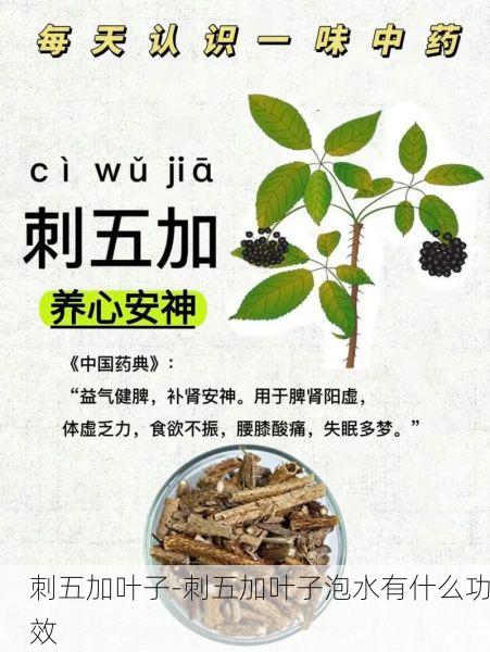 刺五加叶子-刺五加叶子泡水有什么功效