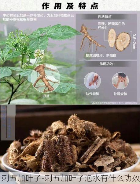 刺五加叶子-刺五加叶子泡水有什么功效