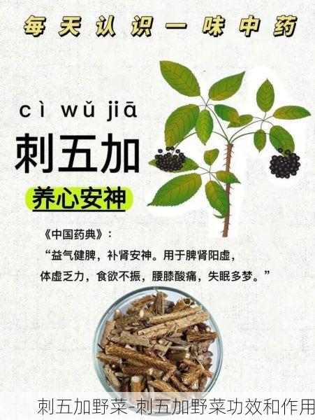 刺五加野菜-刺五加野菜功效和作用