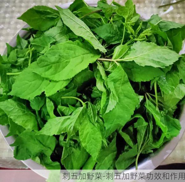 刺五加野菜-刺五加野菜功效和作用