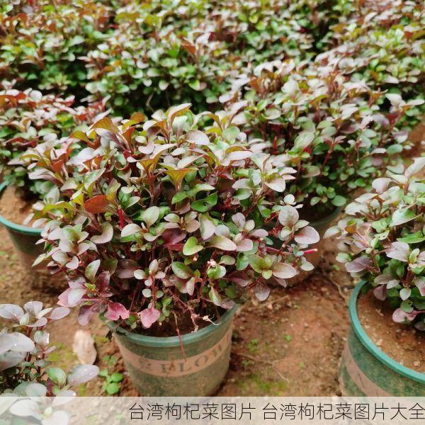 台湾枸杞菜图片 台湾枸杞菜图片大全