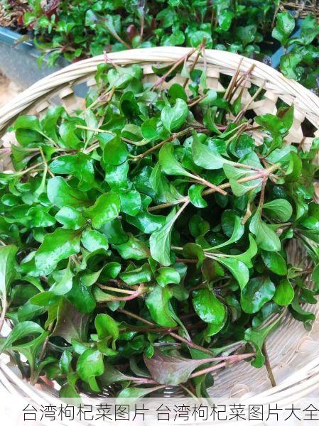 台湾枸杞菜图片 台湾枸杞菜图片大全